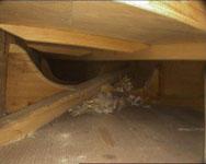 Videoscopic inside with abandoned mice nest