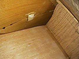  endoskopic view repair 1975 